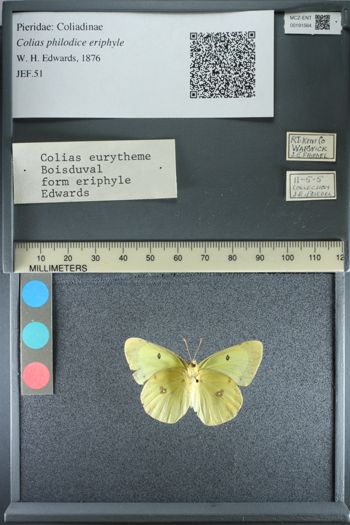 Media type: image;   Entomology 191564